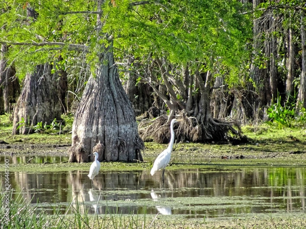 Obraz swamp scene with cypress tree