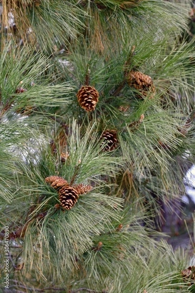 Fototapeta Pinecones
