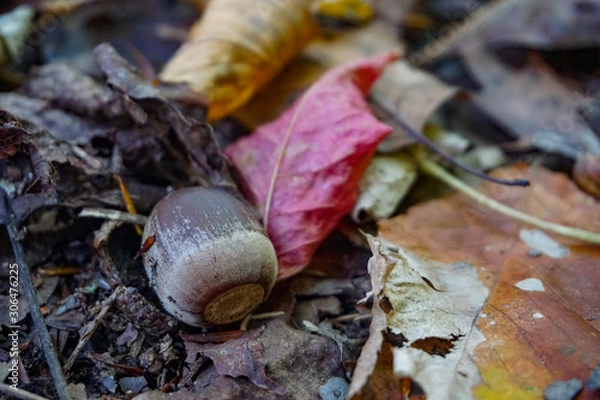 Obraz Acorn with Fall Leaves in Autumn