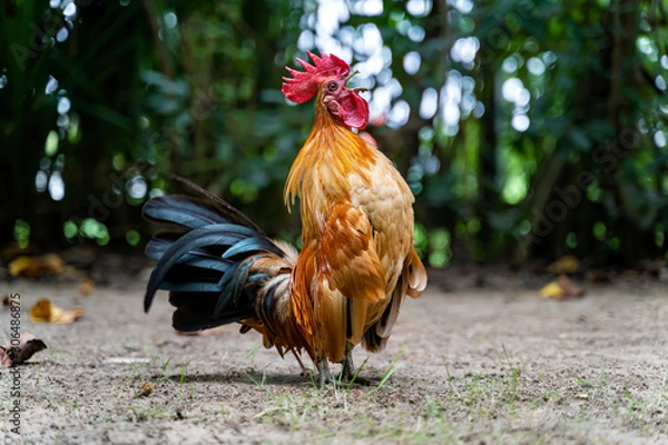 Fototapeta Rooster crows. Big Rooster crowing on the ground of farm. Horizontal photo of a male Colorful Rooster crowing with tree bokeh background. Rooster stands and crowing in the countryside.