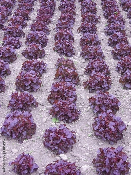 Obraz salatplantage