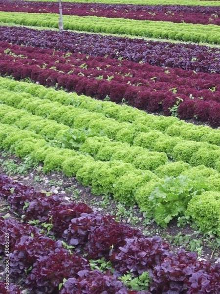 Obraz salatplantage