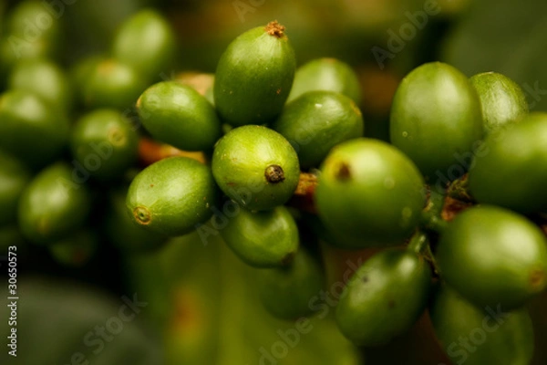 Obraz Green coffee. Colombia
