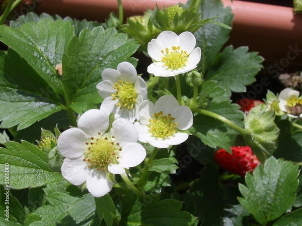 Obraz erdbeerblüten