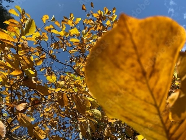 Obraz 黄色葉紅葉