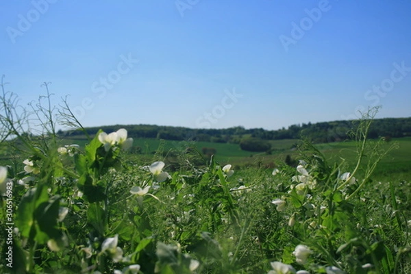 Obraz Le calme à la campagne