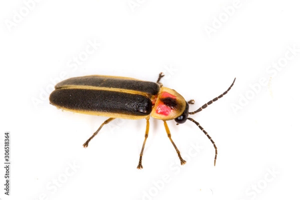 Fototapeta Eastern Firefly (Photinus pyralis) isolated on a white background