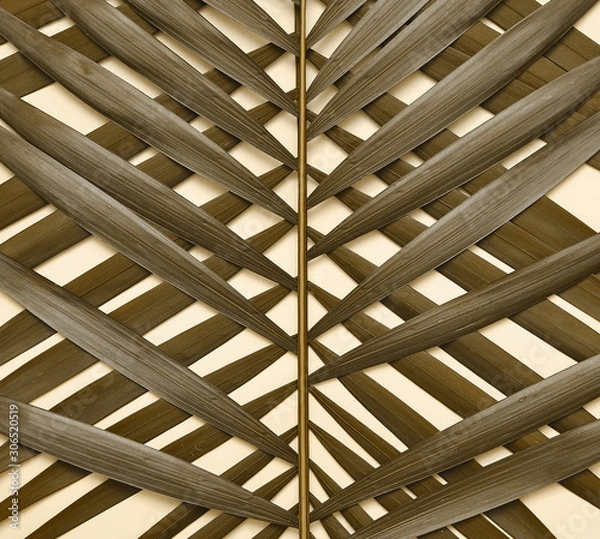 Fototapeta Palm tree leaf on background.