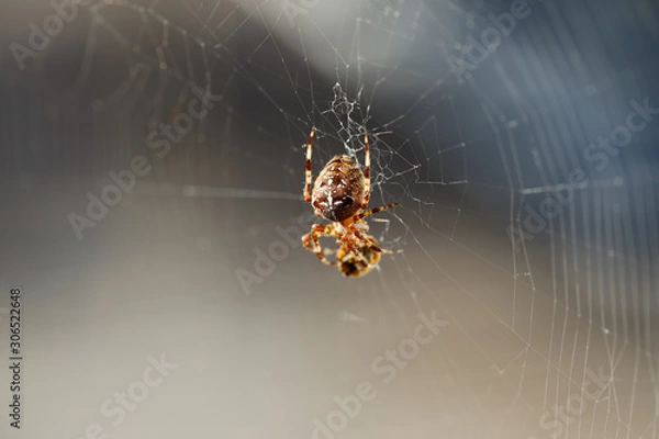 Fototapeta Spinne auf ihrem Netz mit Beute in der Sonne