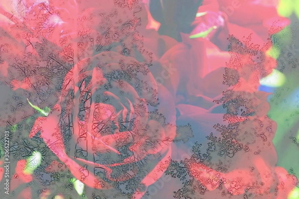 Fototapeta The mixed image of the view of the water on the glass and the view of the blooming Rose at the warm summer rainy day at the botanical garden. 