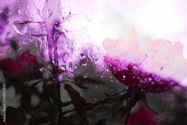 Fototapeta The mixed image of the view of the water on the glass and the view of the blooming Rose at the warm summer rainy day at the botanical garden. 