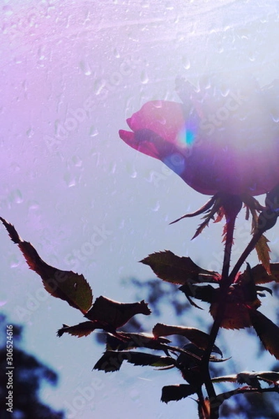 Fototapeta The mixed image of the view of the water on the glass and the view of the blooming Rose at the warm summer rainy day at the botanical garden. 
