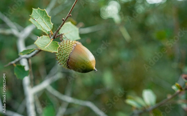 Obraz acorns on leaves