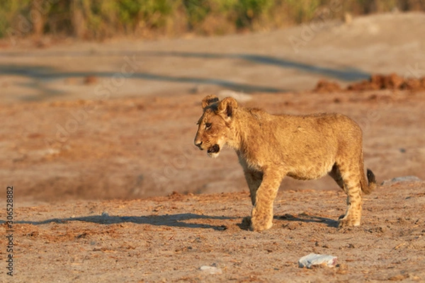Obraz A young lion cub in Botswana