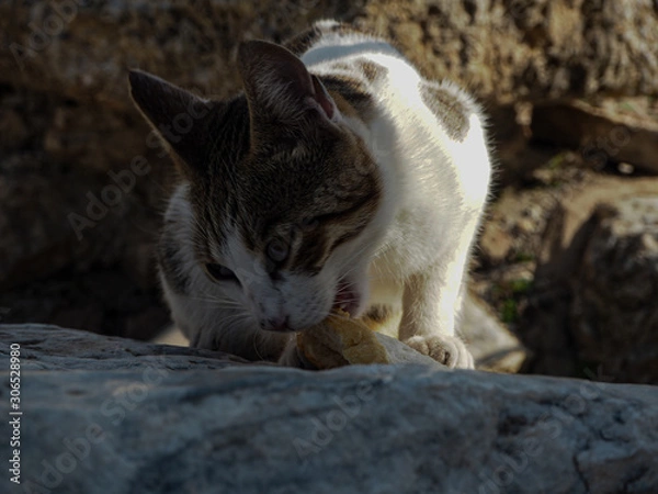 Fototapeta Turkey、トルコ、旅行、トルコ旅行、新婚旅行、気球、猫、遺跡、パムッカレ、きれい、きれいな景色、自然、雄大、