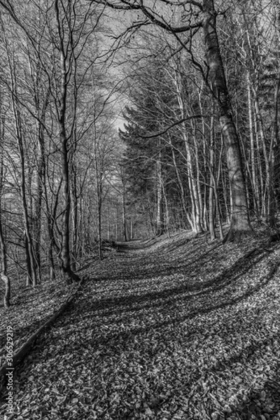 Fototapeta  path with spectacular shadow in the Taunus forest near Glashuetten at the Feldberg area