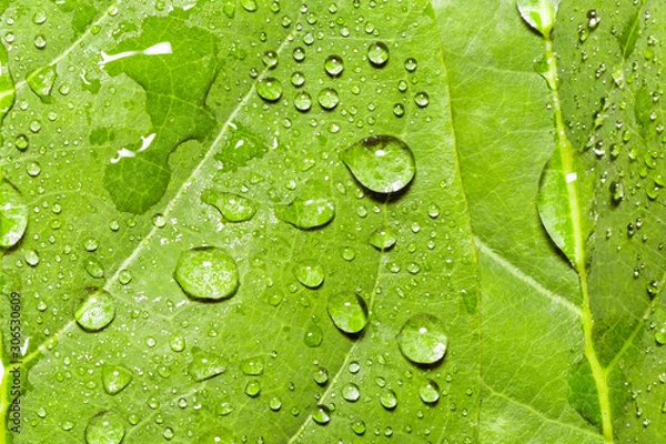 Obraz Water droplets on a Green Leaf