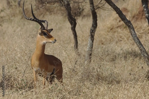Obraz Antilope majestueuse 