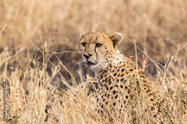 Obraz Guépard juste après le chasses 