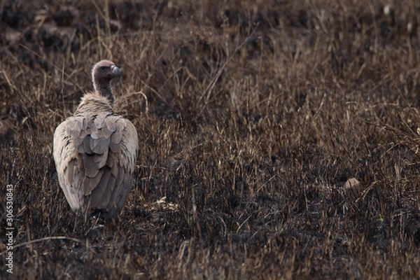 Obraz Vautour après un feu de prairie