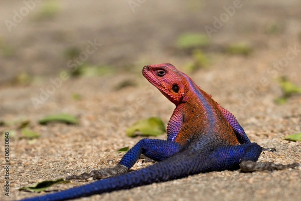 Obraz Lézard dans le parc du Serengeti 