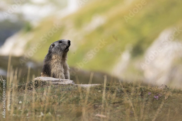 Obraz Marmotte dans les alpes Suisses