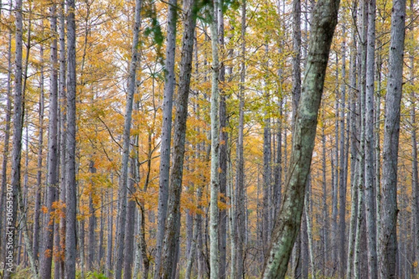 Fototapeta 【山梨県】富士山の麓の秋の唐松の森
