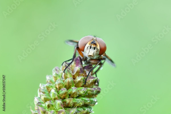 Fototapeta Some insects, bee, catelerpilar, and others