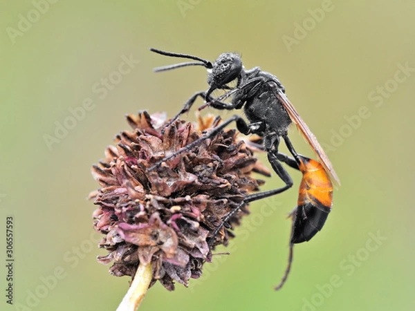 Fototapeta Some insects, bee, catelerpilar, and others
