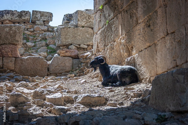 Obraz Turkish goat in ruins