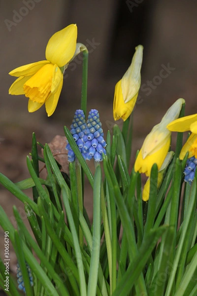 Obraz Frühlingsblumen