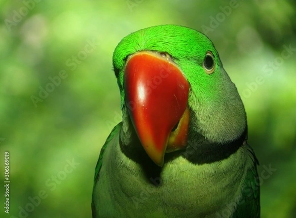 Obraz close-up of a adorable pet parrot