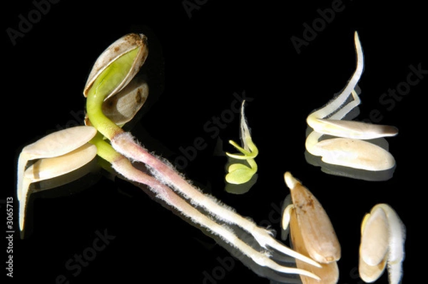 Obraz sprouting seeds