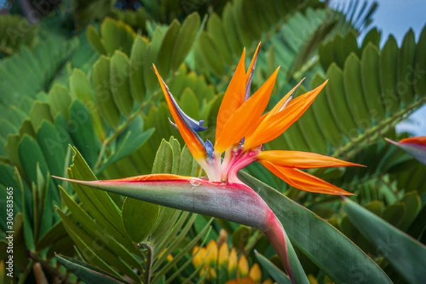 Obraz bird of paradise