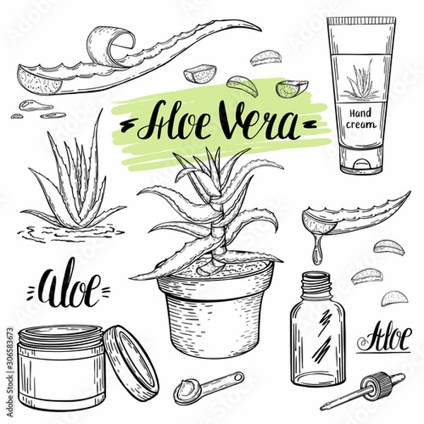 Obraz Szkic z aloesu rośliny leczniczej i metody jej stosowania w kosmetologii i medycynie. Homeopatyczne lekarstwo ziołowe.