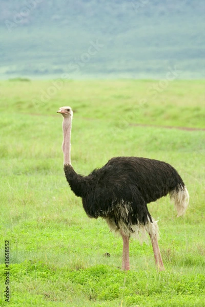 Obraz African ostrich