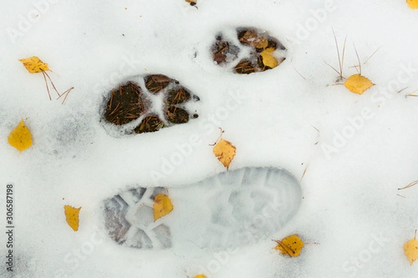 Obraz the trail of a wolf on the first snow