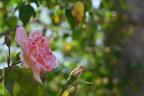 Fototapeta Pink flowers