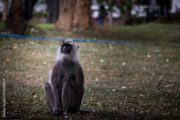 Fototapeta Spider monkey closup looking away from camera