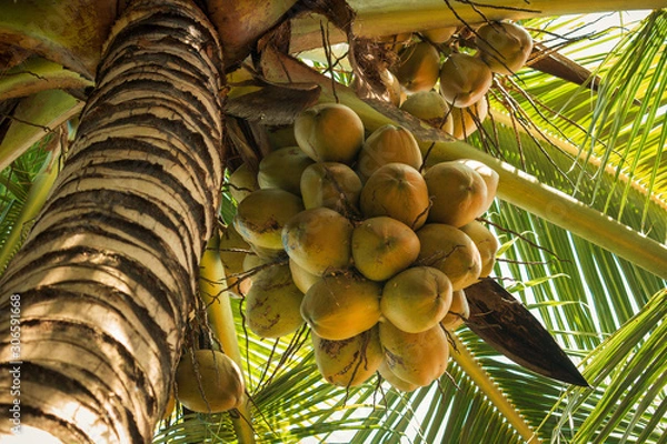 Fototapeta Coconuts on a tree