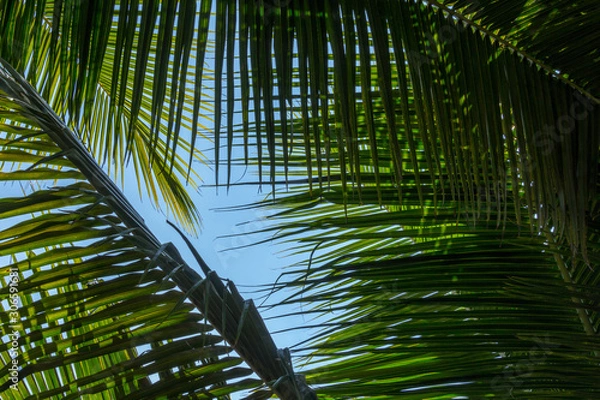 Fototapeta Palm leaves background