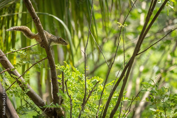 Fototapeta Squirrel getting ready to make a jump