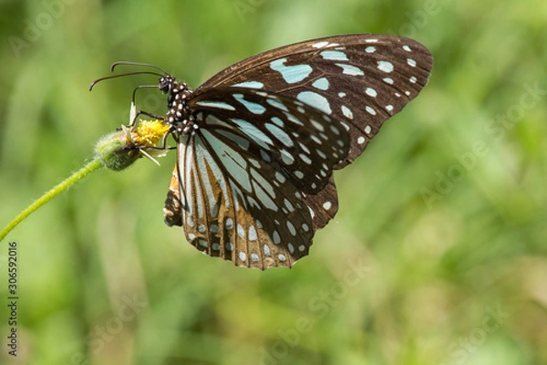 Fototapeta butterfly on a flower