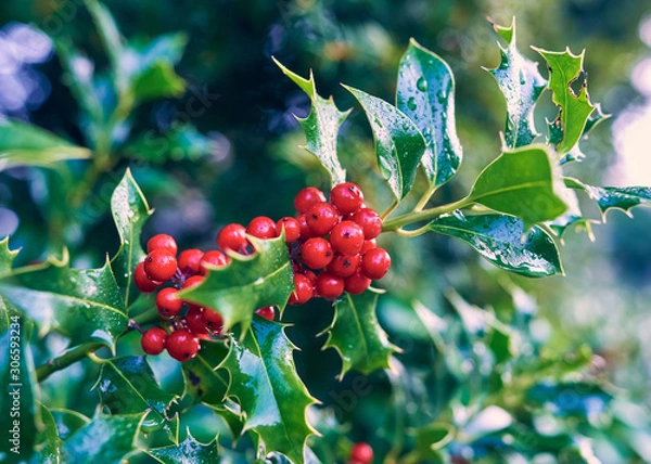 Fototapeta Green Holly Bush leaves with a cluster of vibrant red berries.