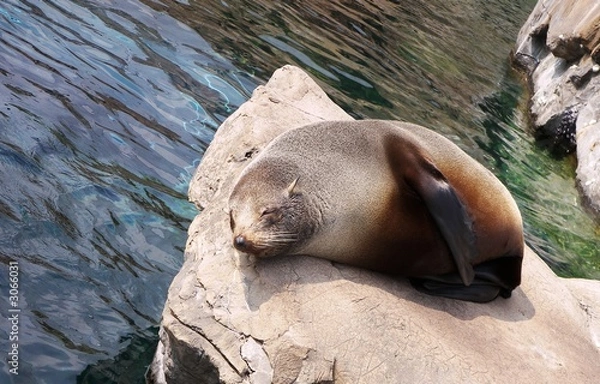 Obraz sleeping seal