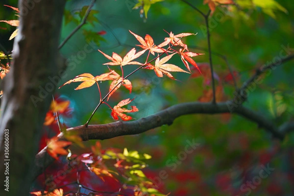 Obraz 紅葉の発光