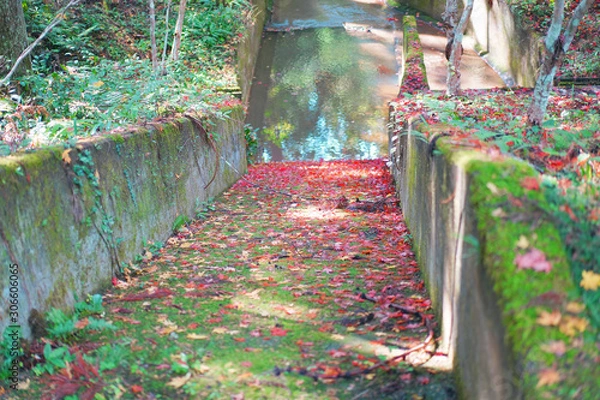 Obraz 紅葉の絨毯