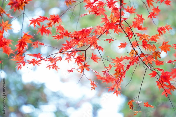 Obraz 紅葉の輝き