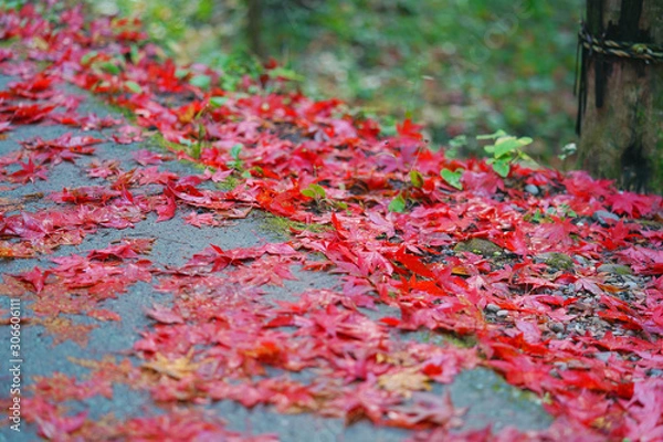 Obraz 紅葉の絨毯