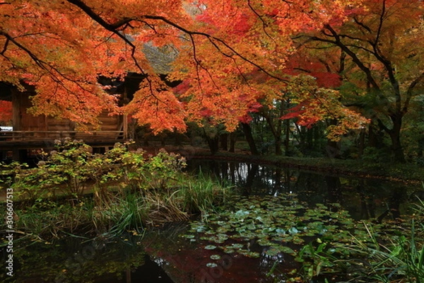 Fototapeta 世界遺産　紅葉の中尊寺